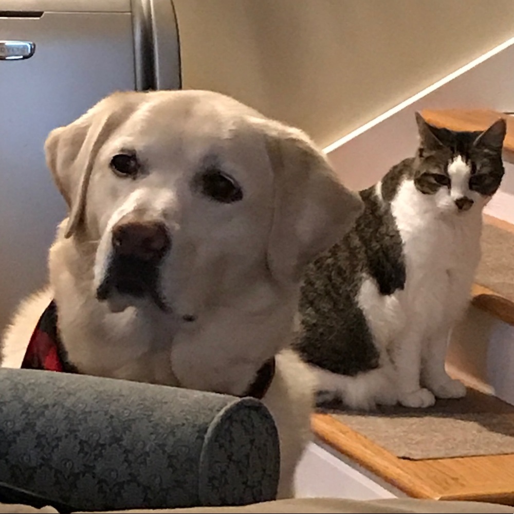 "What do ya mean the cat is NOT for sale!"🐶🐾🐾